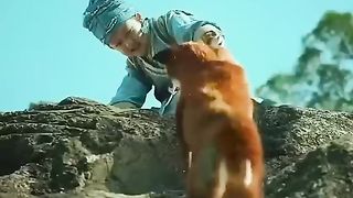 RAPOSA TENTA SALVAR O MENINO MAS NÃO CONSEGUE????????????