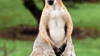 How strong kangaroos tails