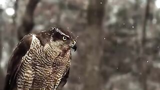Slow motion Eagle amazing flying