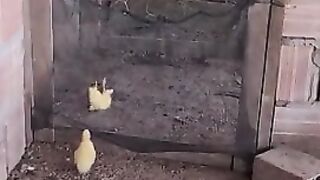 Ақилли