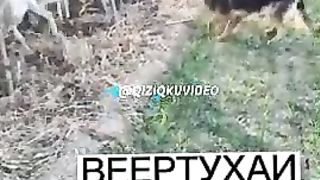 Чопон кучук