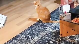 Love Dog and Cat | My Lovely Dog-Cat #cat #dog #animals #fyp #viral