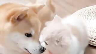 Cat Say To Dog | Hi Good Morning #cat #dog #animals #fyp #viral
