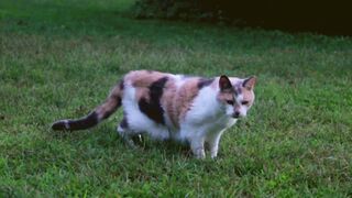 Incredibly cute cat videos / Watch it now?