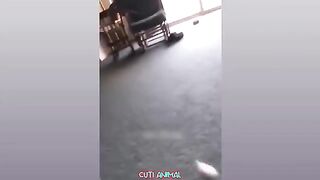 Funny Dog And Cat ???????????? Funniest Animals #190