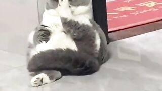 Cute Cat funny videos #animalvideo