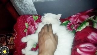 Funny cats videos 2k23