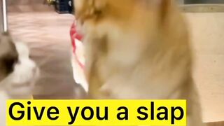 Funny Cat videos #animalvideo