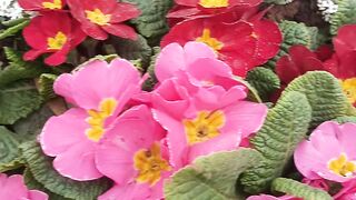Mix plant decoration
