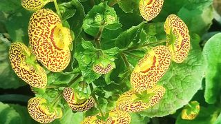 celceolaria