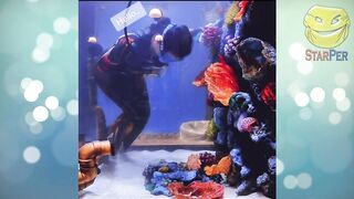 Funny Animals 2022 February \ Cats \ Dogs \ Cute Pets \ Compilation 9