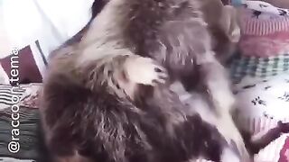 С енотом не соскучишься