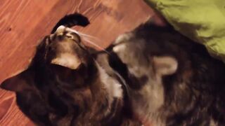 лучшие видео с енотом..…