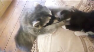 Мне нужен этот кот.