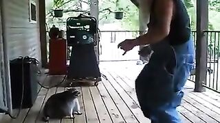 Танец с енотом