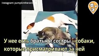 Познакомьтесь с енотом, которая думает, что она - собака!