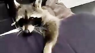 Когда нечем заняться, можно поиграть с енотом, он всегда за