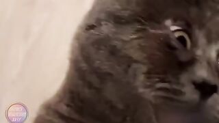 Кота перекосило