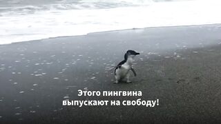 Спасение пингвина