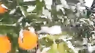 Цитрусовые под снегом.