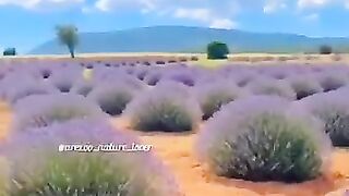 Лавандовое поле. Красота!