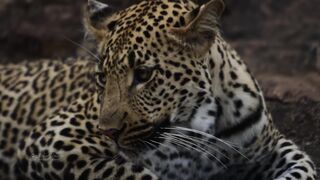 Красивое видео про животных