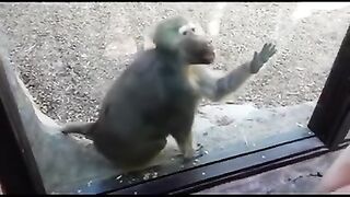 Monkey reaction to magic #Magic#TikTok#shorts