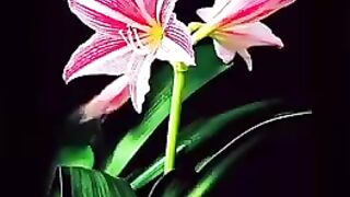 Beautiful flowers 4