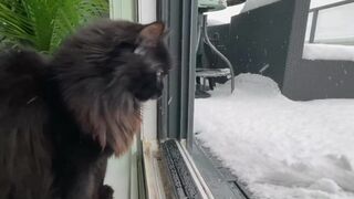 Кошка впервые узнала, что такое снег