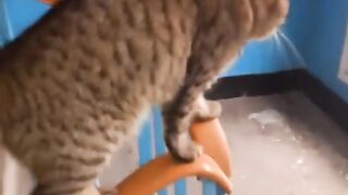 Кот акробат)