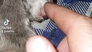 Кошка с котёнком