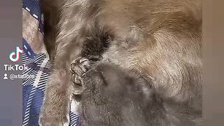 Кошка и котёнок вместе