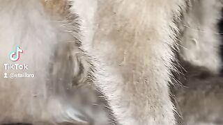 Котик кушает