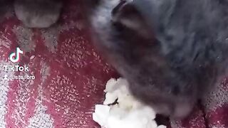 Кормёшка кошки