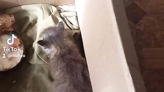 Котик уже сам бегает