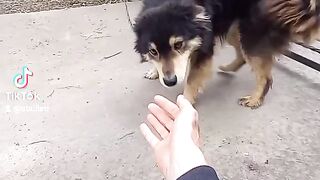 Мой пёс
