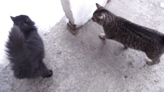 Breakfast for cats