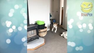 Funny Animals 2022 February \ Cats \ Dogs \ Cute Pets ???? Compilation 10