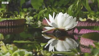 Timelapse. Виктория амазонская (Victoria amazonica).