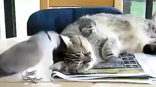 Наглый Голубь и Терпеливый Кот...