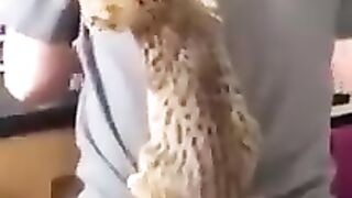 Покатай меня большая черепаха!