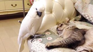 Эй кошка...Ты спишь?…