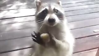 Енотики...какие же вы смешные.