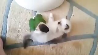 Котейкин