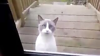 Да я кот...