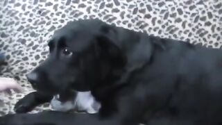Собака охраняет котёнка..…