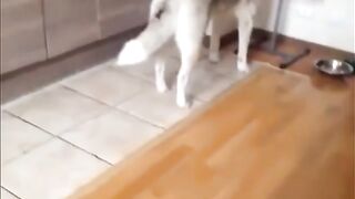 Наглый котенок и терпеливый Хаски...…
