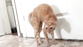 Реакция кота на сирень . Такого я еще не видел...…
