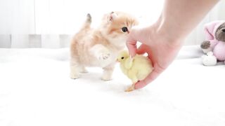 cats beatiful funny videos like ans subscribe please