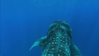 Open Ocean: 10 Hours of Relaxing Oceanscapes